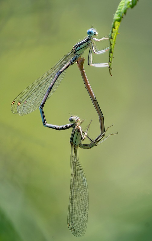 Platycnemis-pennipes_-copula-(62).jpg.e7c355163eb58805f6152d96ddc13a65.jpg