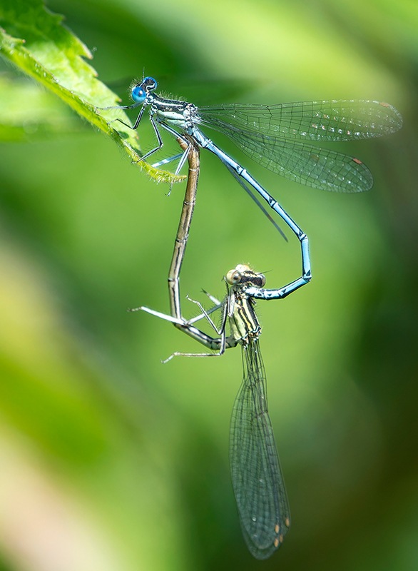 Platycnemis-pennipes_-copula-(63).jpg.93ca771619822fdede07a6adefaf1c7d.jpg