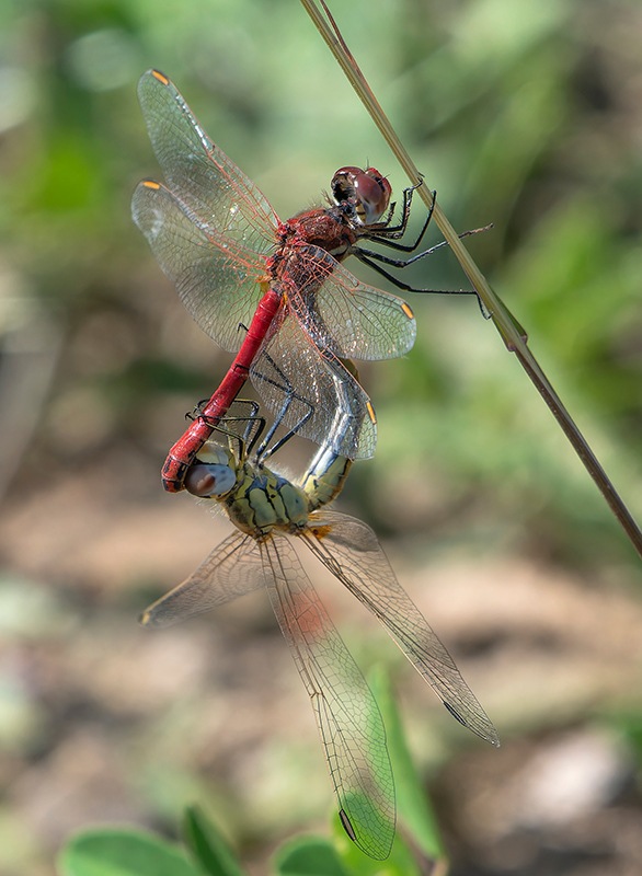 Sympetrum-fonscolombii_-copula-(24).jpg.ea80a5e57f6b6b4f7dcf5c471dfecb09.jpg