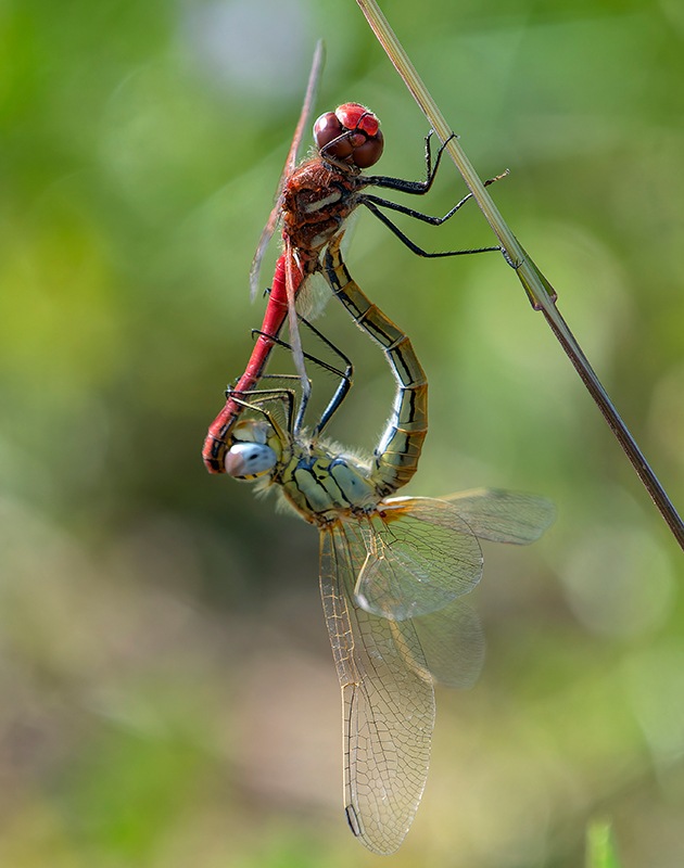 Sympetrum-fonscolombii_-copula-(26).jpg.16be6f84ede928059715652b219bd0bd.jpg