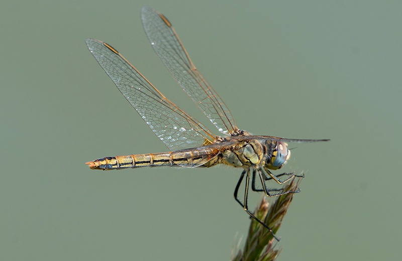 Sympetrum-fonscolombii_-femmina-(34).jpg.e3b947ae882e749d2eee2b8690ea79a2.jpg