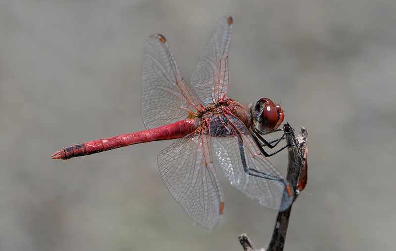 Sympetrum-fonscolombii_-maschio-(69).jpg.b70357aed44ac9eeeaf7de37cc620a3f.jpg