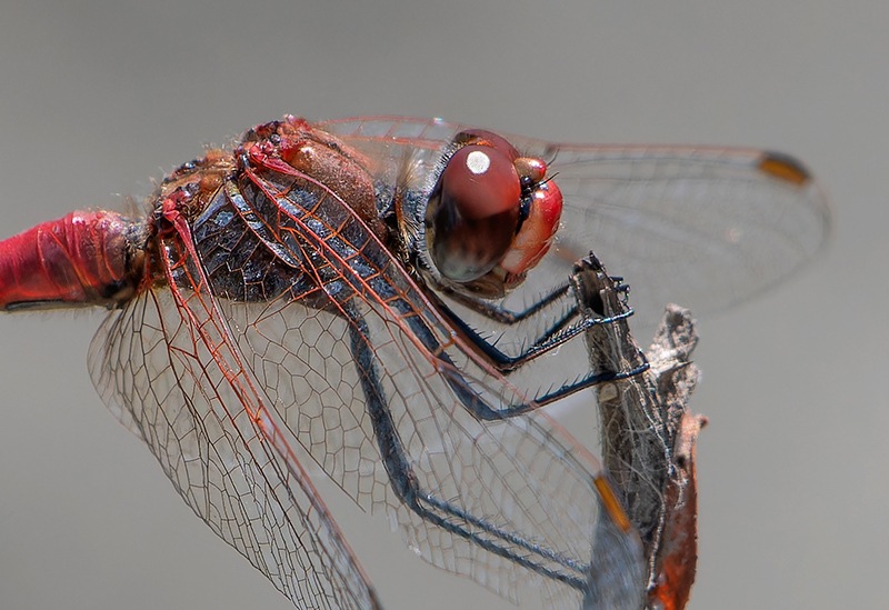 Sympetrum-fonscolombii_-maschio-(70).jpg.06c41aaa4c80215601399733e622a127.jpg