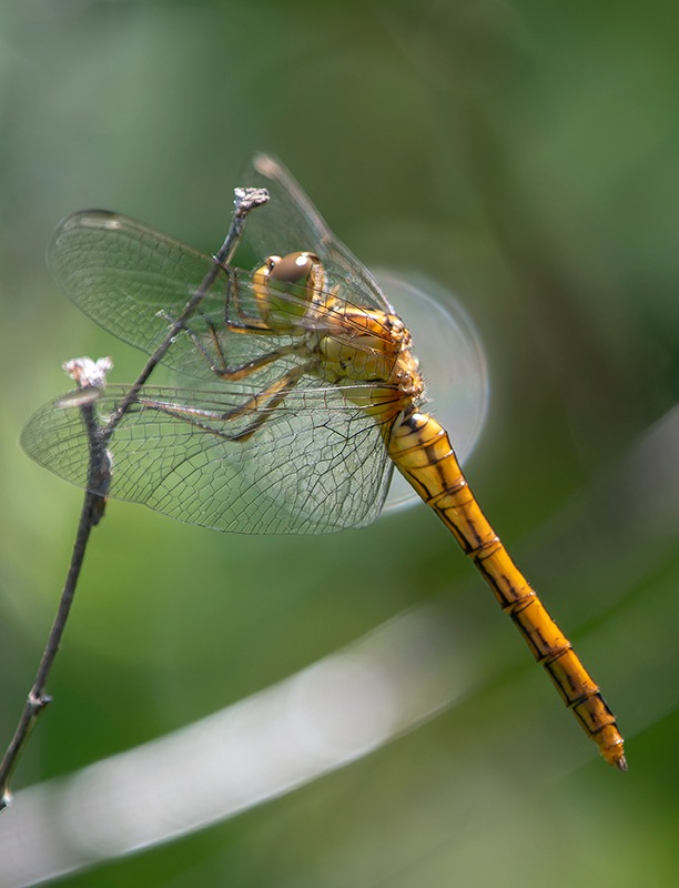 Sympetrum-meridionale_-femmina-(57).jpg.c1b44c6155d63d28f015eb4c624203a9.jpg