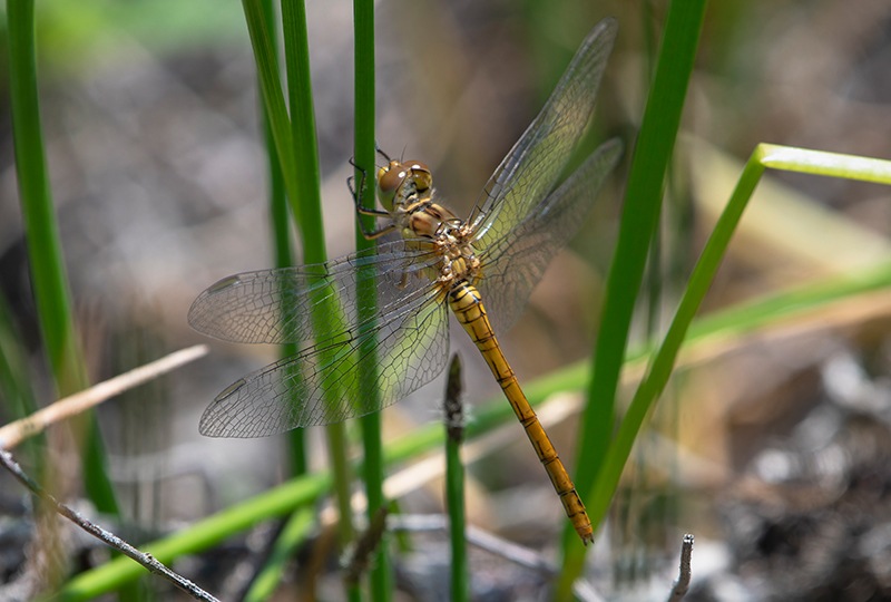 Sympetrum-meridionale_-femmina-(58).jpg.76782520265ffb054b44b8377ab99f8b.jpg