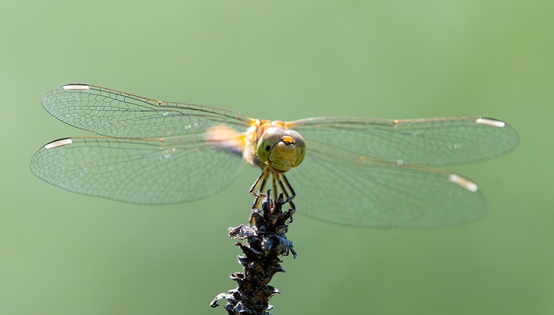 Sympetrum-meridionale_-femmina-(60).jpg.425af2bbda73c39b4b26ba5c609b688f.jpg