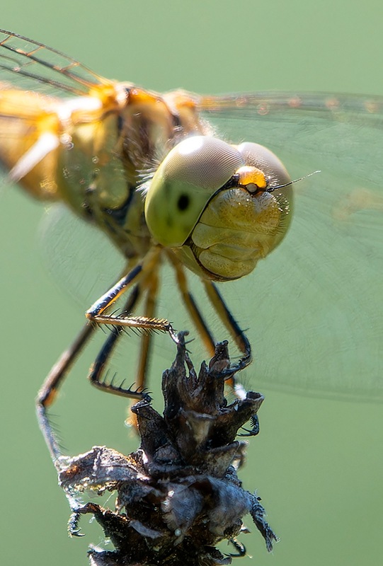 Sympetrum-meridionale_-femmina-(61).jpg.e7a35304496f9c0ccd8e87f1d1170f90.jpg