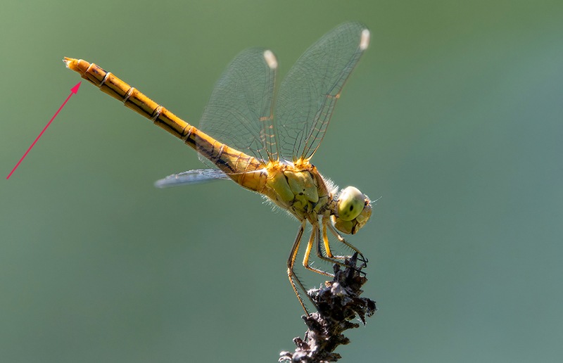 Sympetrum-meridionale_-femmina-(64).jpg.8fab0012f7ac85e28e16bb4ae4d144cf.jpg