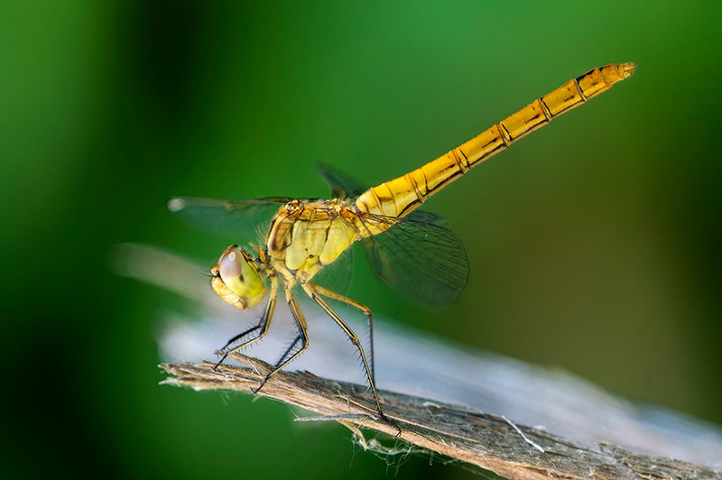 Sympetrum-meridionale_-femmina-immatura-(33).jpg.f9a9176334eafddd033dd02624fbe92b.jpg