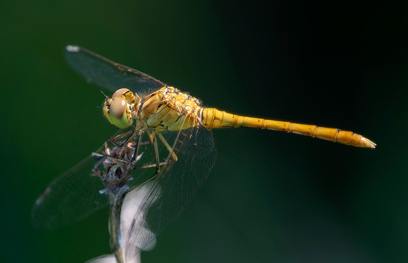 Sympetrum-meridionale_-maschio-(96).jpg.abc0291a2d9f291dbba3d3a0043357bd.jpg