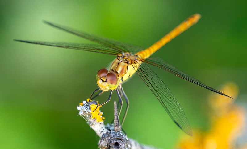 Sympetrum-meridionale_-maschio-immaturo-(46).jpg.4a78aed628236760e37ddd11b725e7e0.jpg