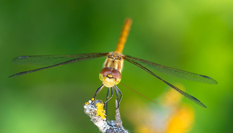 Sympetrum-meridionale_-maschio-immaturo-(47).jpg.def141b4b2ce71cc2b89ba3039d03956.jpg