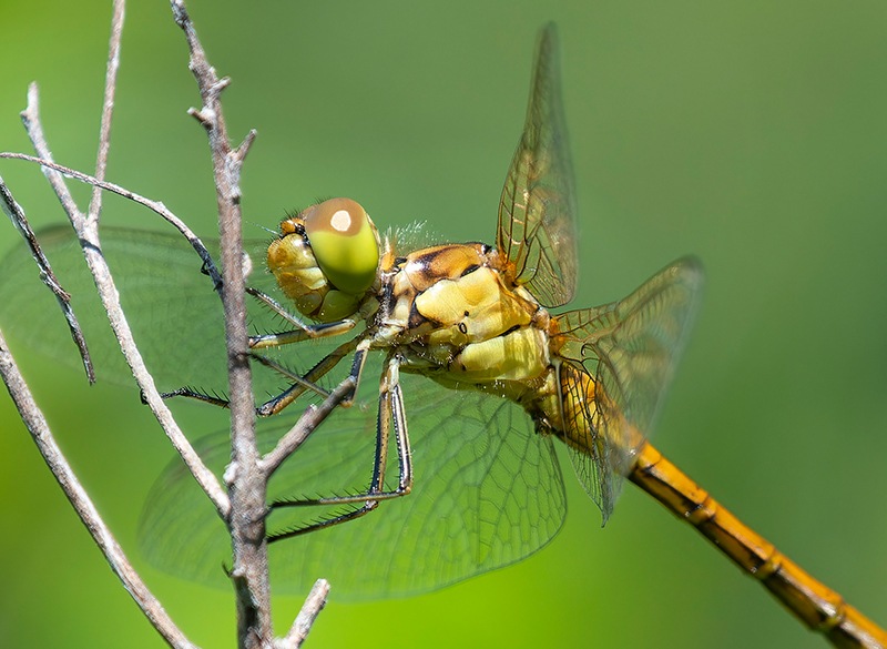 Sympetrum-meridionale_-maschio-immaturo-(49).jpg.40062e2ded4736fcd361dc21560798a5.jpg