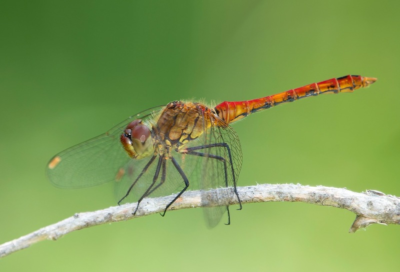 Sympetrum-sanguineum_-maschio-(64).thumb.jpg.2175098bb19006781d632e766d481fee.jpg