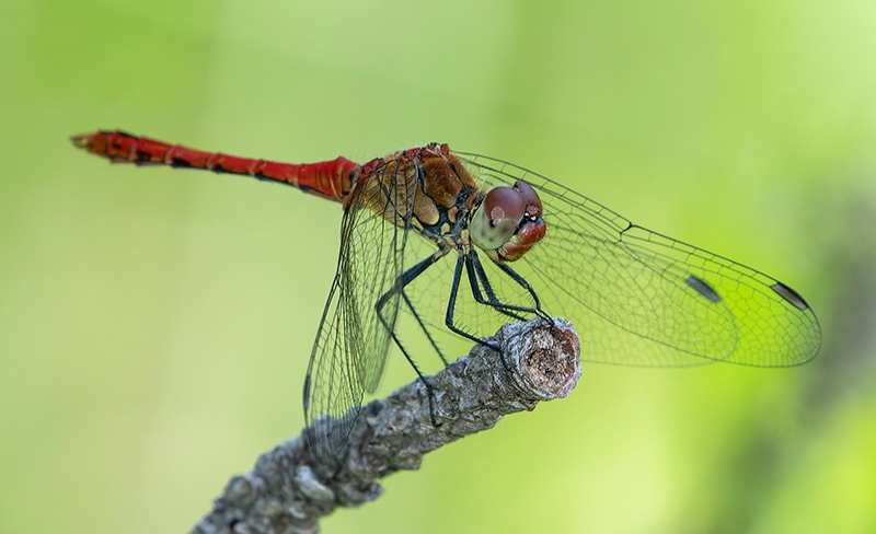 Sympetrum-sanguineum_-maschio-(65).jpg.1463e7e56ecde5d1c39dd3bb161af641.jpg