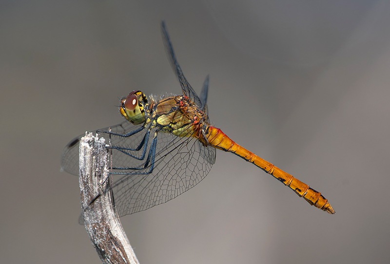 Sympetrum-sanguineum_-maschio-immaturo-(6).jpg.151826137f94ec0d9c1dfb4fce53dbe7.jpg