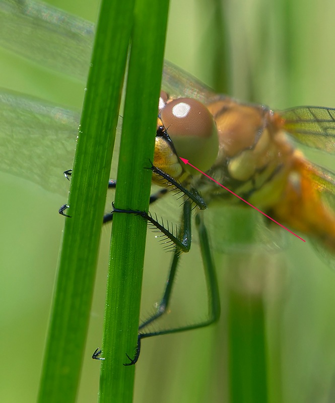 Sympetrum-sanguineum_-maschio-immaturo-(7).jpg.1c67e5c0d5f7e15e6f6733008fd6db78.jpg