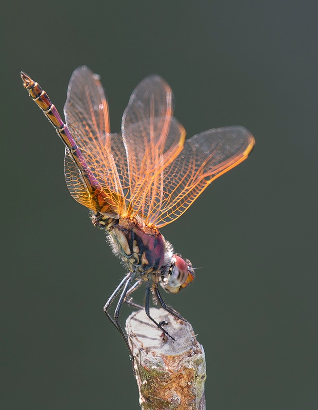 Trithemis-annulata_-maschio-(223).jpg.70b03d16b340ba92eff55b38fba4bee1.jpg