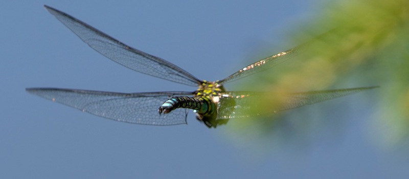 Aeshna-cyanea_-maschio-in-volo-(71).jpg.3d3a5d48860ab72491b94937ea9c7ed9.jpg