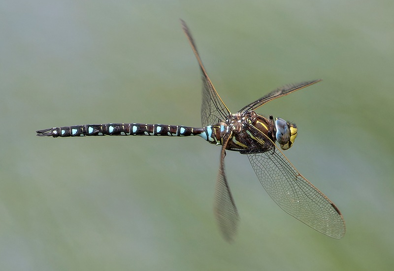 Aeshna-juncea_-maschio-in-volo-(102).jpg.242df3fdec14e3ea3bffe38926fa8980.jpg