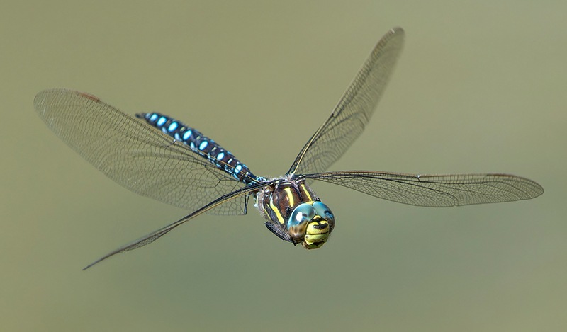 Aeshna-juncea_-maschio-in-volo-(105).jpg.5e9933a22e712ec44fc497fa5aed20cc.jpg