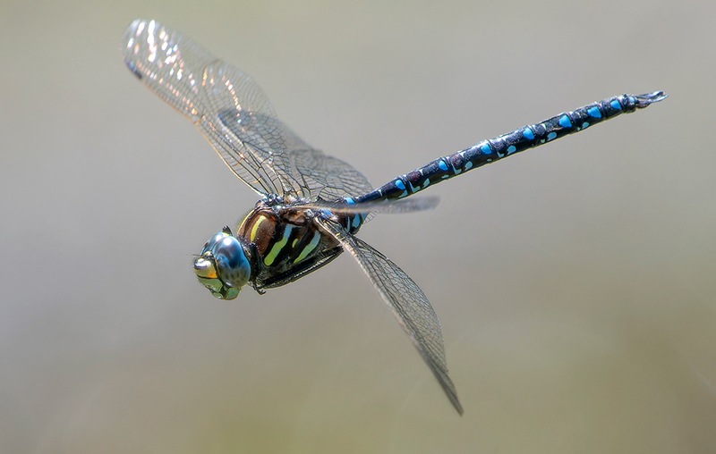 Aeshna-juncea_-maschio-in-volo-(109).jpg.cf09022bedd75d033185a03f9825d1c3.jpg