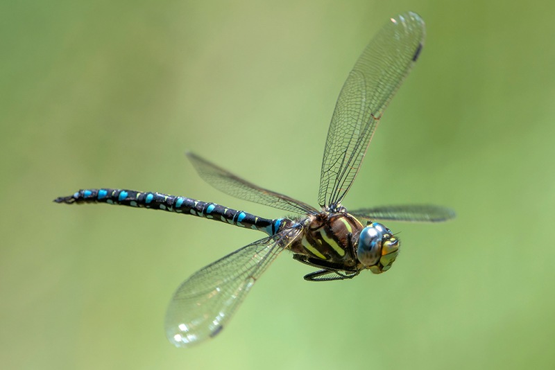 Aeshna-juncea_-maschio-in-volo-(112).jpg.e4da28b2e13592c7242eb0af75e6896a.jpg