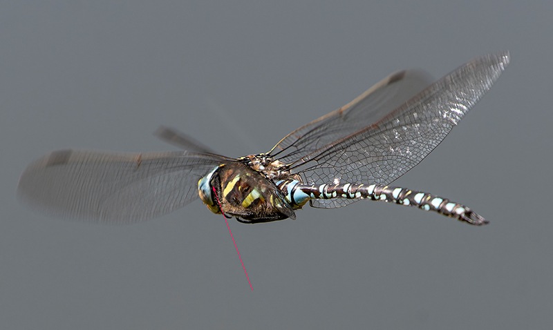 Aeshna-juncea_-maschio-in-volo-(113).jpg.ef9f2f921df2b7a710f56453d8c8b53f.jpg