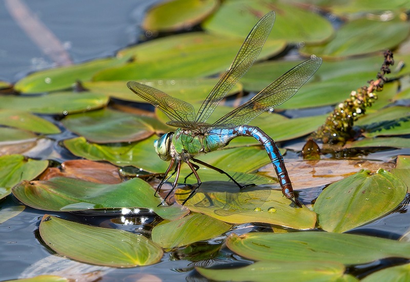 Anax-imperator_-femmina-in-ovideposizione-(224).jpg.a245cf94e78ccf1b26780e3b34e47790.jpg