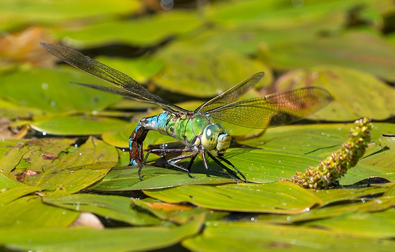 Anax-imperator_-femmina-in-ovideposizione-(227).jpg.068ab348c3fd099a5275b757396fcebb.jpg
