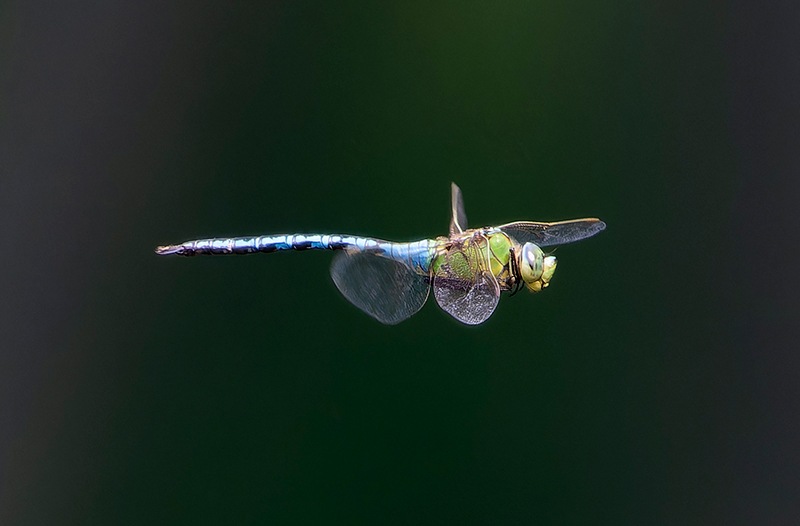 Anax-imperator_-maschio-in-volo-(119).jpg.875f32683bbfc625fb2dbd6ca494bcaf.jpg