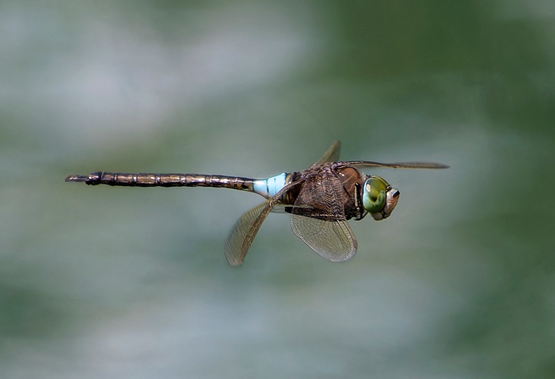 Anax-parthenope_-maschio-in-volo-(13).jpg.de293d3ba6b7d31daf479d4aefd08cf9.jpg