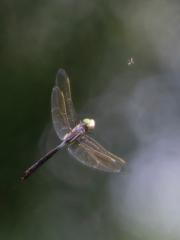 Anax-parthenope_-maschio-in-volo-che-cattura-(1).jpg.f71c09f53625ba6cab917e826cb69f8f.jpg
