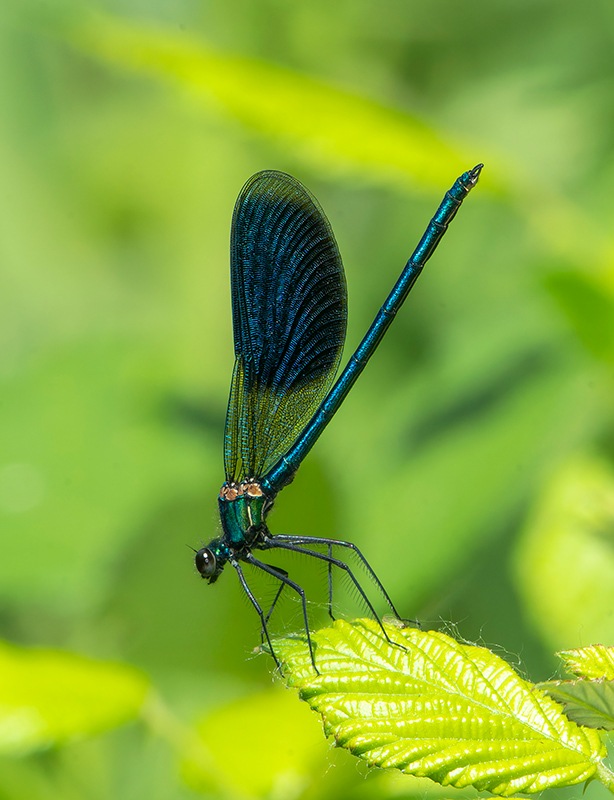 Calopteryx-splendens_-maschio-(74).jpg.48ac06a2c804953a2c21d637234dd44f.jpg