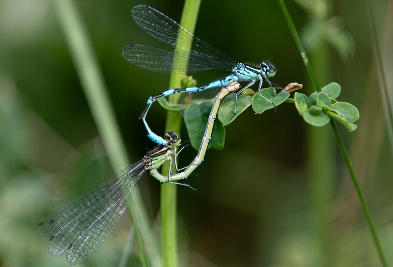 Coenagrion-hastulatum_-copula-(12).jpg.55994c0347297e21794292aabf8a3d9d.jpg