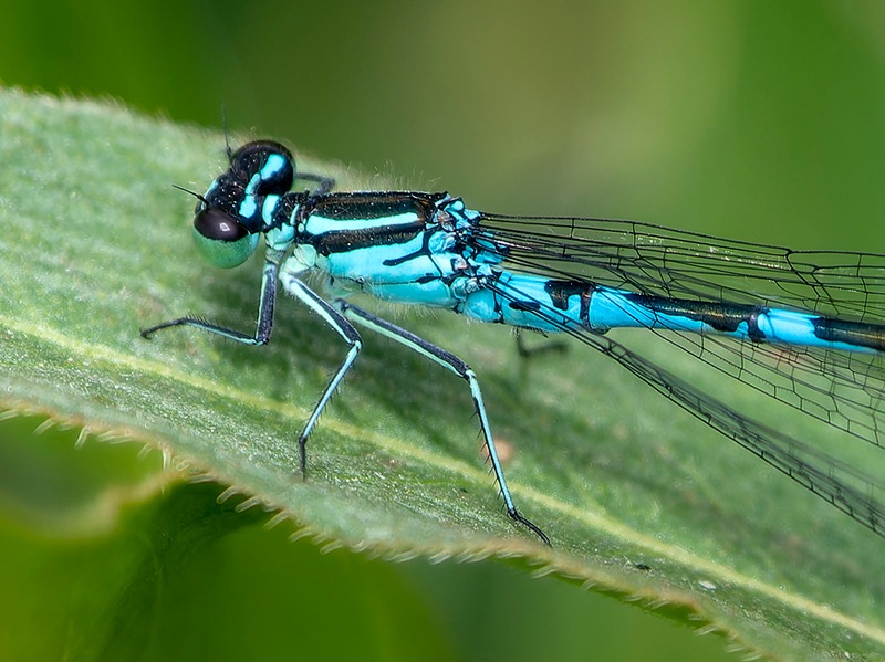 Coenagrion-hastulatum_-maschio-(14).jpg.4c3e41ba8cfb99dfe9a2c824f4104c3e.jpg