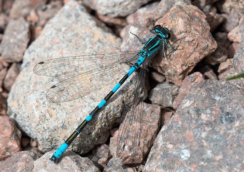 Coenagrion-hastulatum_-maschio-(15).jpg.79d4a793958e37f8eb3bea27138b5e9f.jpg