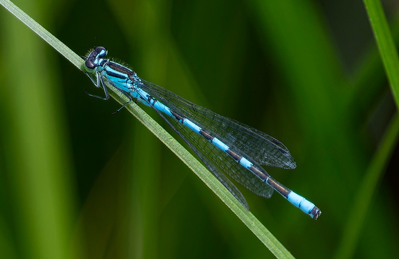 Coenagrion-hastulatum_-maschio-(16).jpg.b9337c319cca33bf2a04cf8ff1bdfadb.jpg