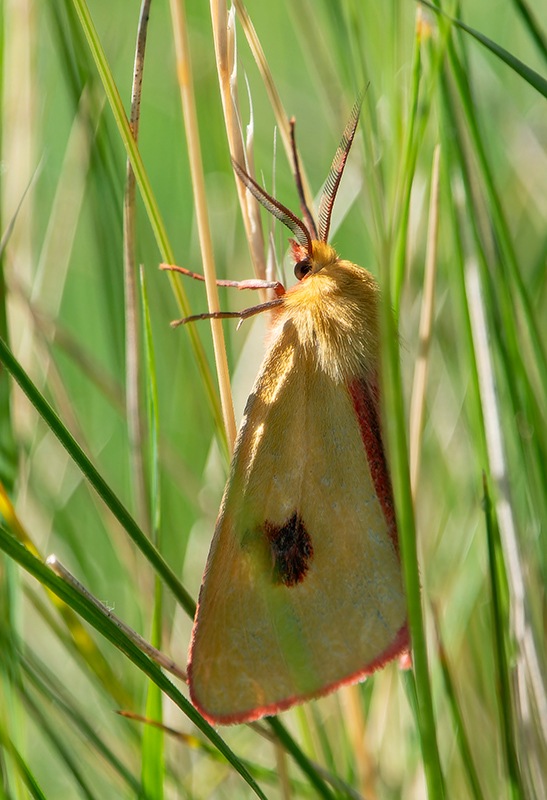 Diacrisia-sannio-(1).jpg.55787b700d7d3130efbdb4a6e5596926.jpg