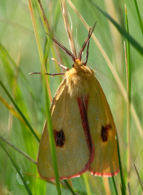 Diacrisia-sannio-(2).jpg.3ab5e31891cbc36afcfeb0fd1ba6a02e.jpg