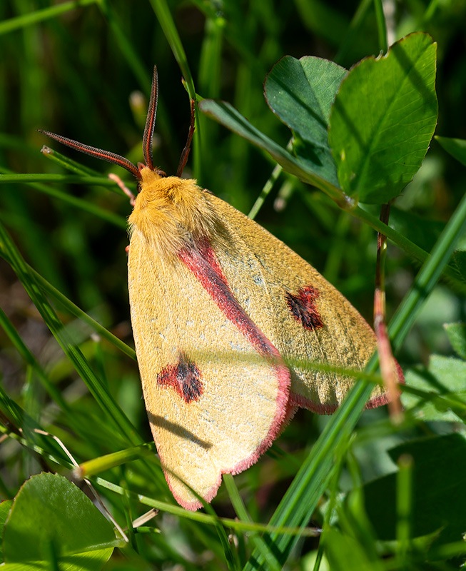 Diacrisia-sannio-(3).jpg.bbf60d7121701dbcc60f22bb5a87c0b3.jpg
