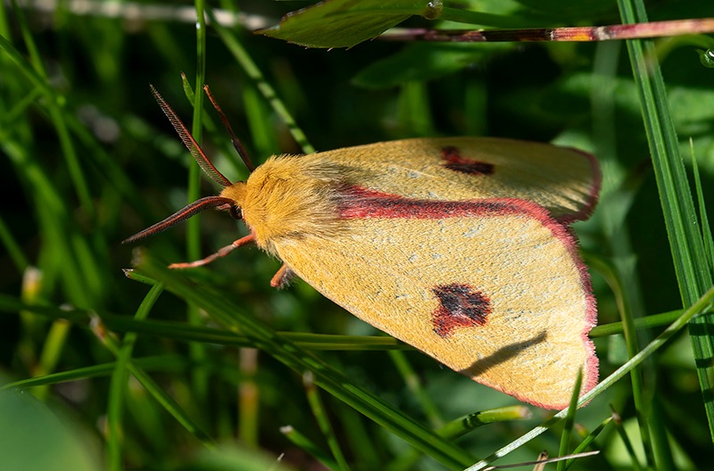 Diacrisia-sannio-(4).jpg.89721dd6d313246644b274779d128dc3.jpg