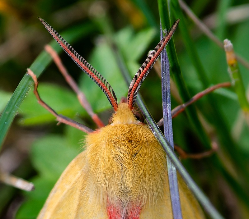 Diacrisia-sannio-(5).jpg.4d833a240a7c0437963457761934fab9.jpg
