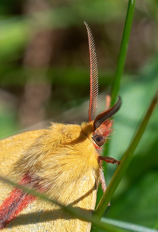Diacrisia-sannio-(8).jpg.f4583e6125b175e2850a3314303e214b.jpg