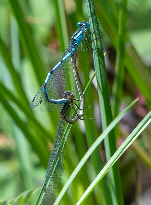 Enallagma-cyathigerum_-copula-(48).jpg.677f08502800d500a5ad1c8d26ae9283.jpg