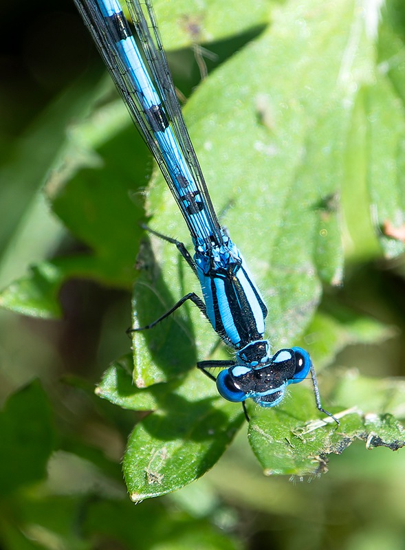 Enallagma-cyathigerum_-maschio-(67).jpg.fe4161e92c51c5c343b3e364ad41b493.jpg