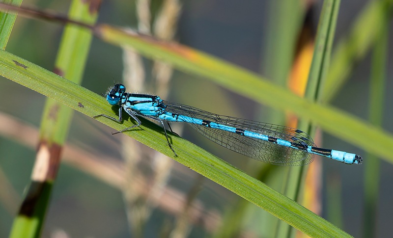 Enallagma-cyathigerum_-maschio-(70).jpg.36953d6b6bfba9f03e3c37e72725476f.jpg