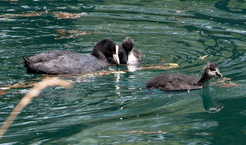 Fulica-atra-(1).jpg.cb79d75ae40c59d2860439f1adc00d03.jpg