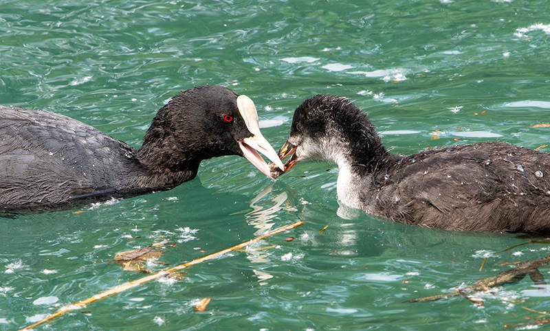 Fulica-atra-(10).jpg.2deea6022585d93b0380612e448eec9a.jpg