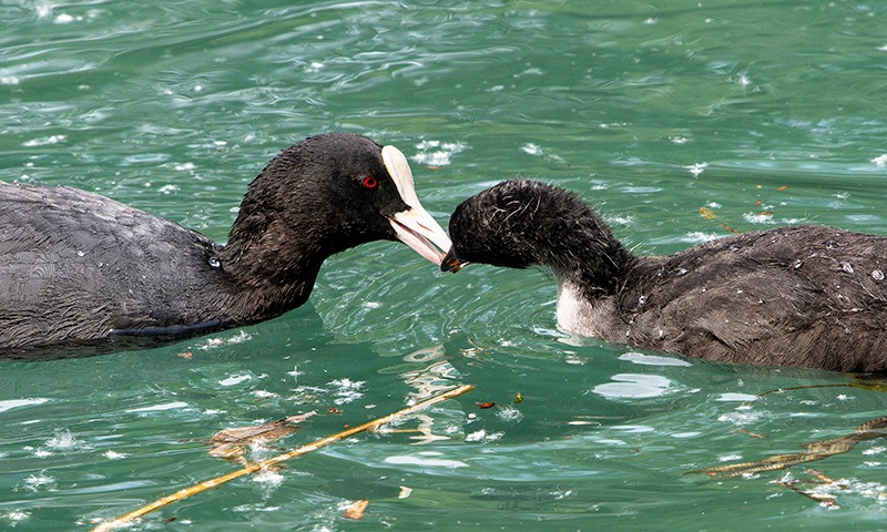 Fulica-atra-(11).jpg.1a1bca1c858375db5c61e0dc55bb4acb.jpg